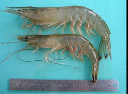 中國(guó)對(duì)蝦